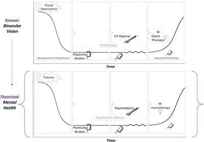 Critical Period Plasticity as a Framework for Psychedelic-Assisted Psychotherapy